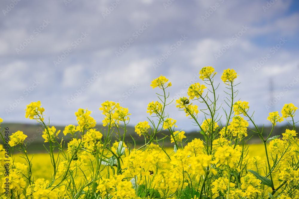 Black mustard field, Coyote Hills Regional Park, San Francisco bay, California Black mustard field, Coyote Hills Regional Park, San Francisco bay, California