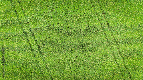 Corn field. Aerial view, cultivated maize crops.