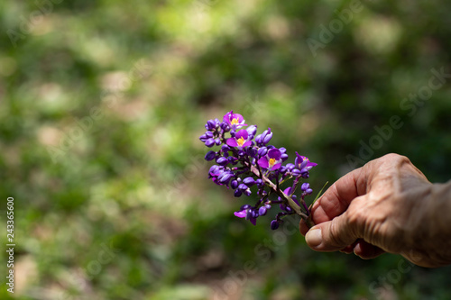 Purple flower on blurred background. Flower on green background. Close-up view of nature. 