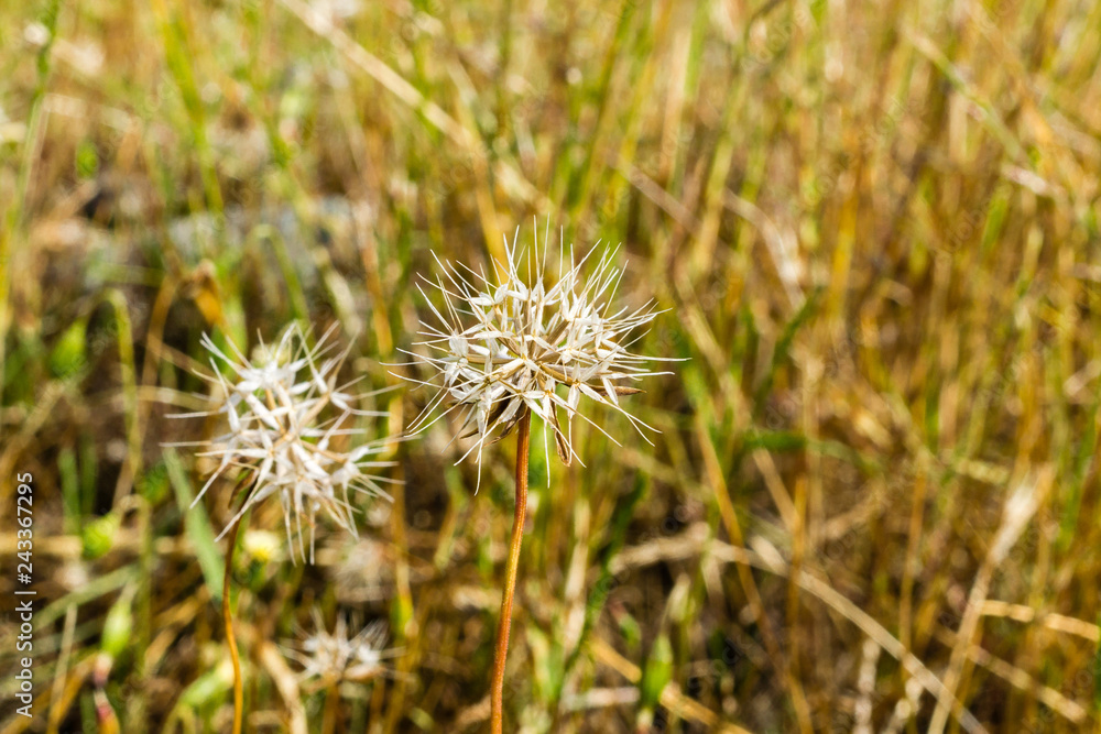 Silver Puffs (Uropappus lindleyi) blooming on the hills of south San Francisco bay, California