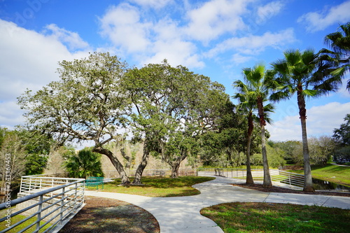 winter tree in Florida