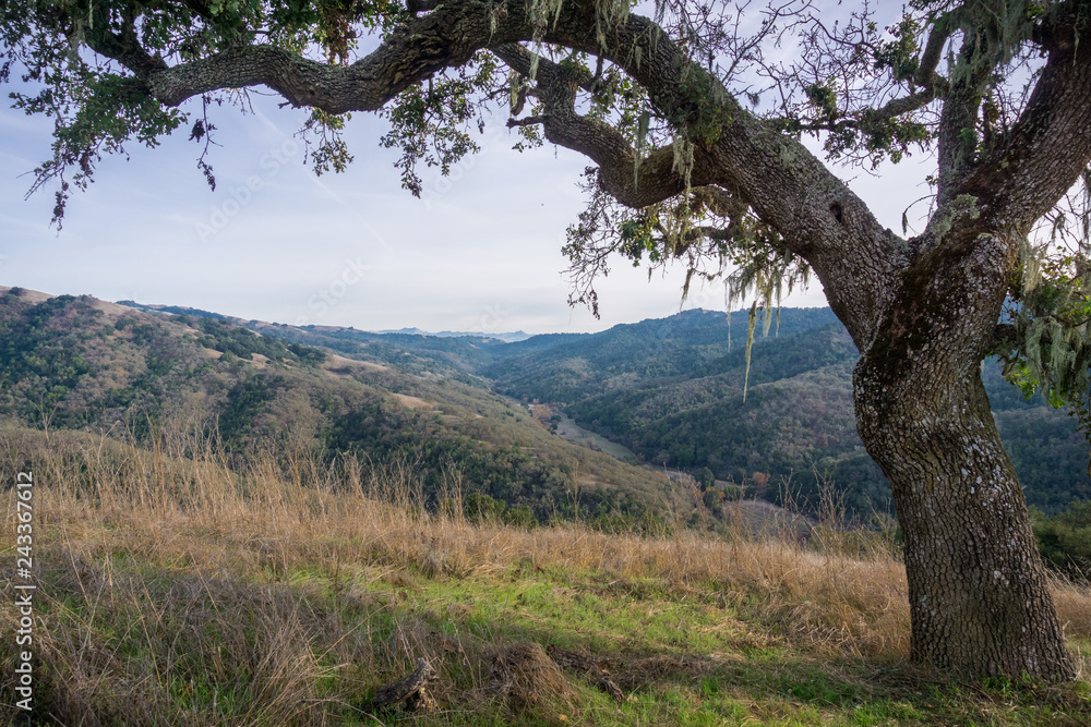 Valley oak tree on the trails of Henry W. Coe State Park, south San Francisco bay, California Valley oak tree on the trails of Henry W. Coe State Park, south San Francisco bay, California