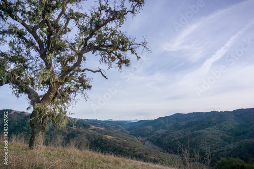 Oak tree covered in lace lichen; landscape in Henry W. Coe State Park in the background, south San Francisco bay, California