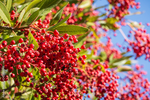 Bright red Toyon  Heteromeles  berries  San Francisco bay area  California