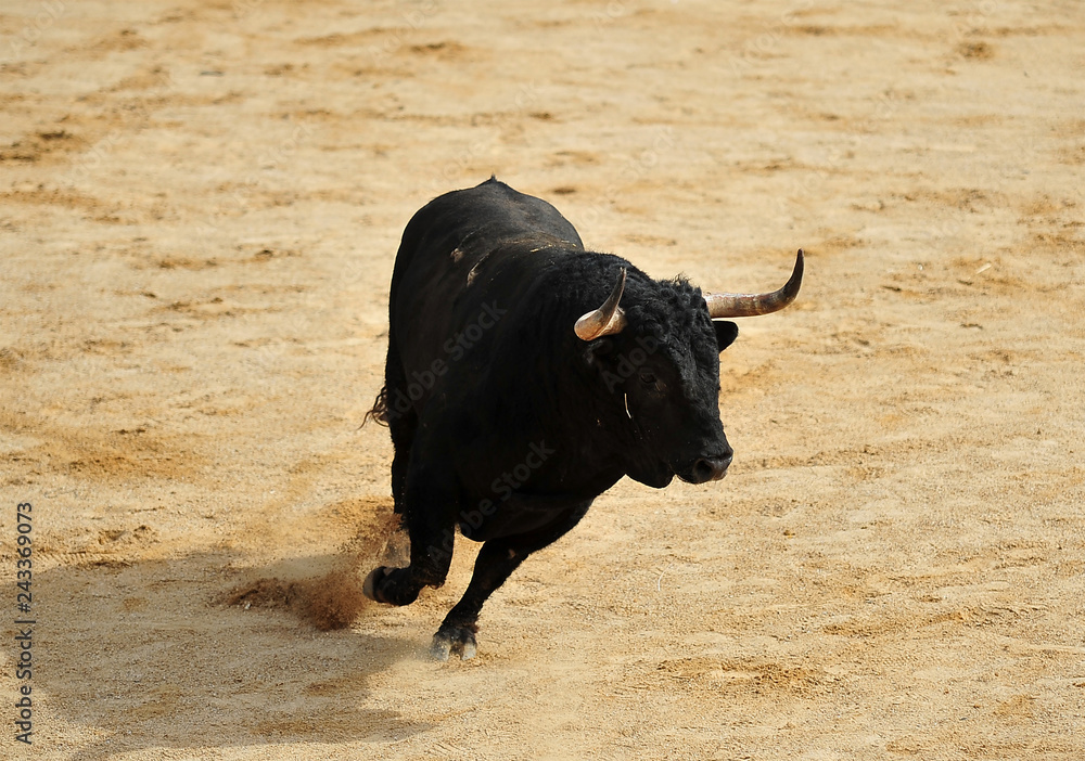 toro negro español toro negro español