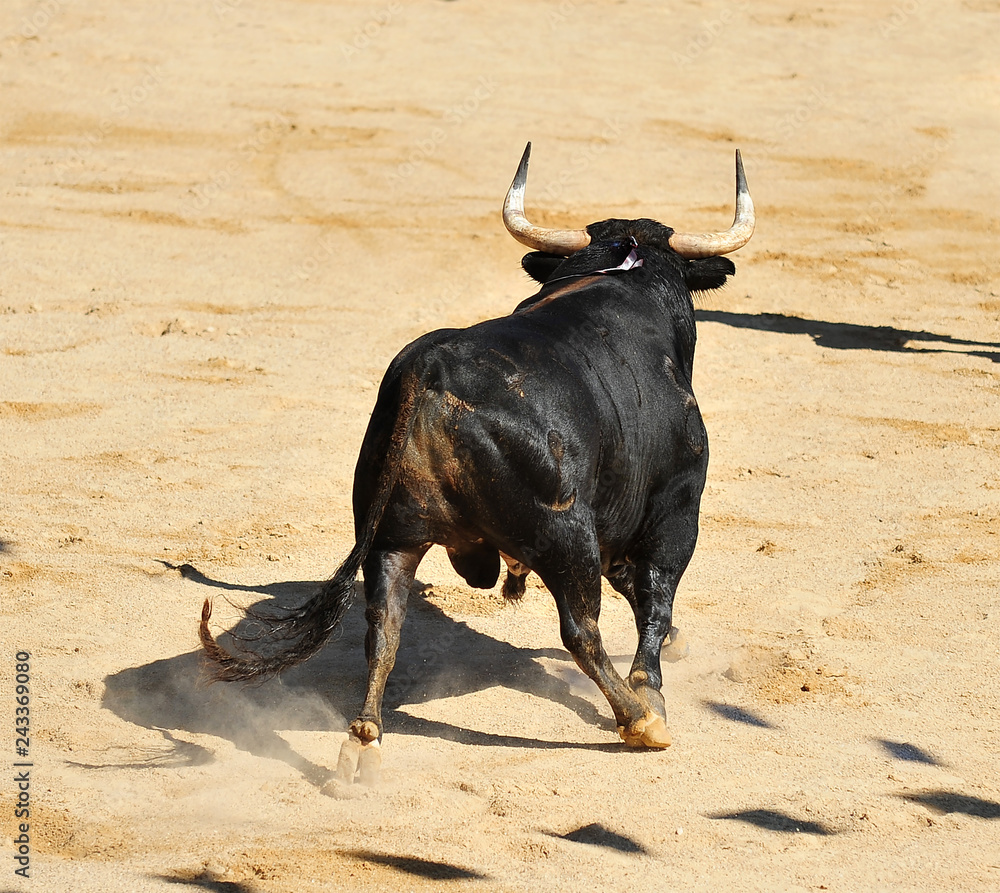 toro negro español