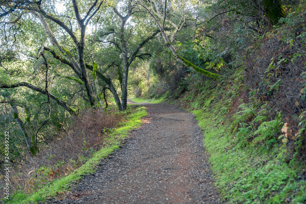 Hiking trail through the woods of Rancho San Antonio County Park, Santa Cruz mountains, Cupertino, Santa Clara county, California
