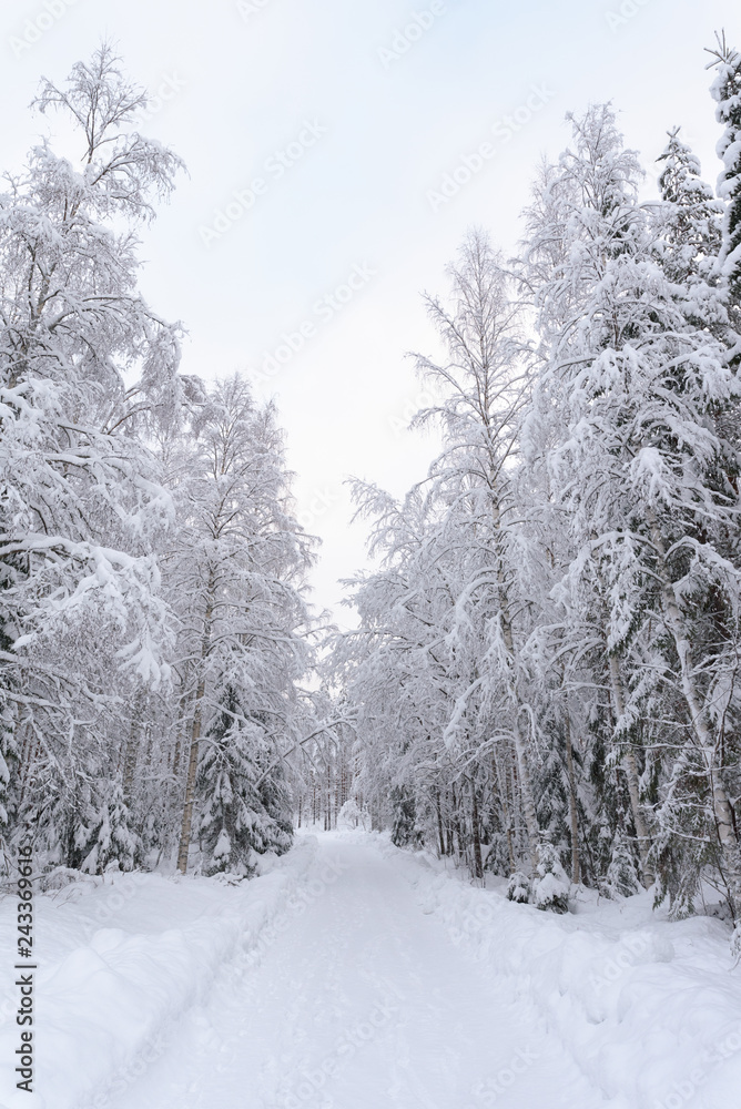 Naklejka premium Country road through snowy forest in winter