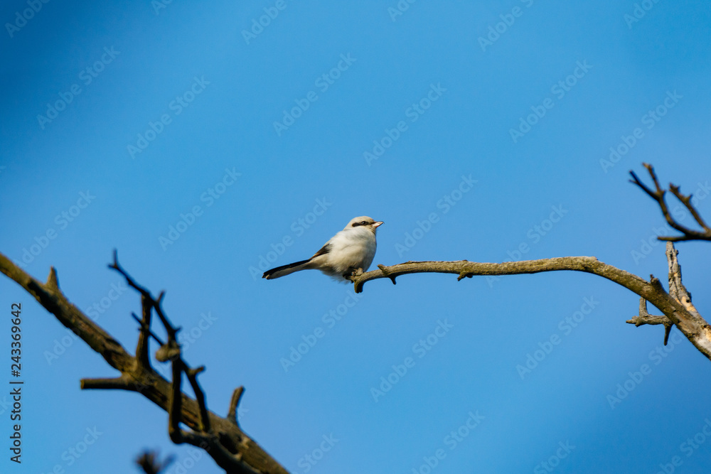 Great Grey Shrike (Lanius excubitor). Great Grey Shrike (Lanius excubitor).
