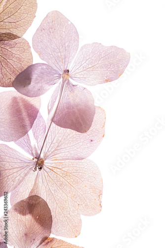 pink hydrangea flowers on the white background. floristic concept