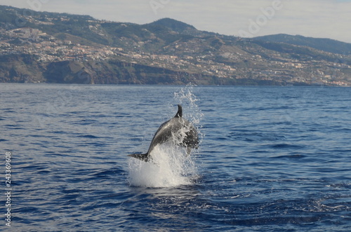 Jumping dolphin in front of the Island of Madeira