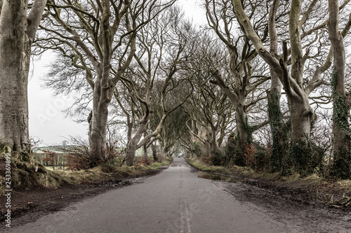 Dark hedges road and farm field