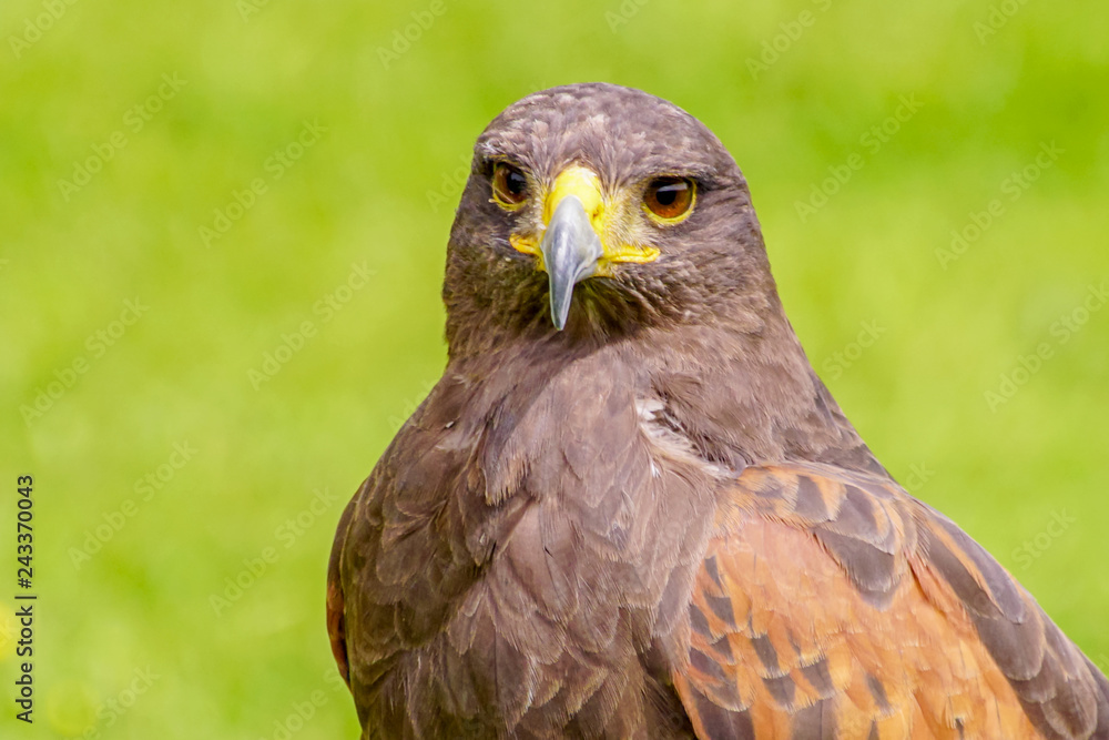The picture of the wild eagle with nice colour of the wings and green grass blur as background The picture of the wild eagle with nice colour of the wings and green grass blur as background