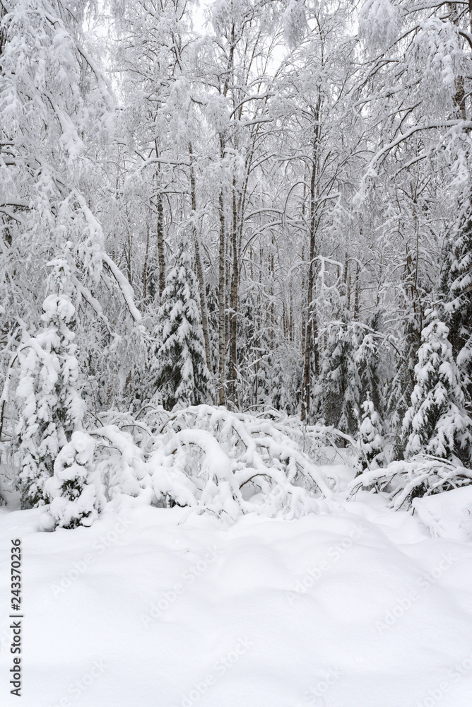 Snow covered trees in winter forest Snow covered trees in winter forest