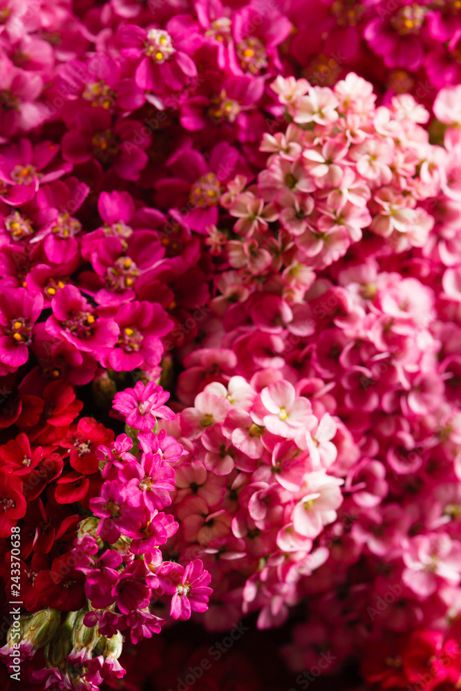 flowers of yarrow on dramatic black background flowers of yarrow on dramatic black background