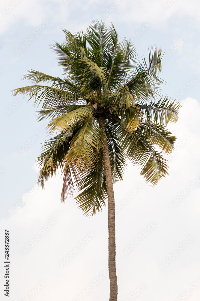 Schöne Palme