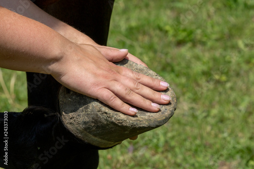 Fototapeta Naklejka Na Ścianę i Meble -  Hand liegt auf Pferdehuf