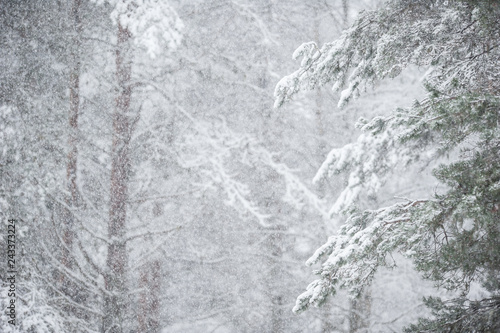 Snowing in the forest © ekim
