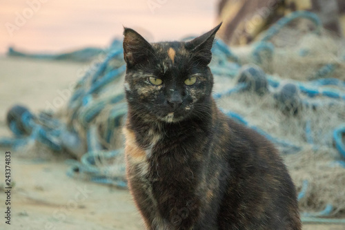 ugly stray cat in front of sunset view