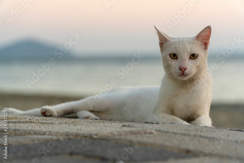 white characteristic stray cat at the beach in sunset, looking to camera very meaningfull photo