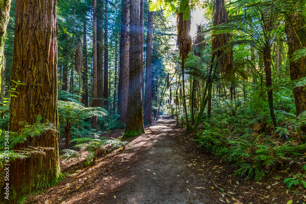 Obraz premium New Zealand. Rotorua. Whakarewarewa Forest - The Reedwoods (Californian Reedwoods)