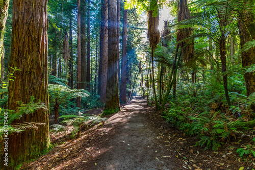 New Zealand. Rotorua. Whakarewarewa Forest - The Reedwoods (Californian Reedwoods)