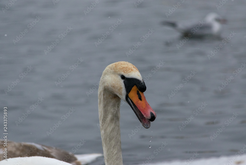 Closeup portrait of a swan in a lake Closeup portrait of a swan in a lake