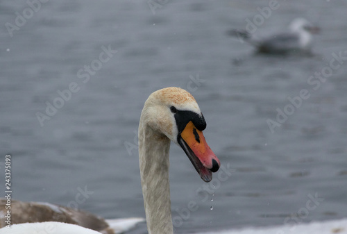 Closeup portrait of a swan in a lake