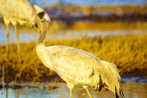 Common Crane birds in the Agamon Hula bird refuge