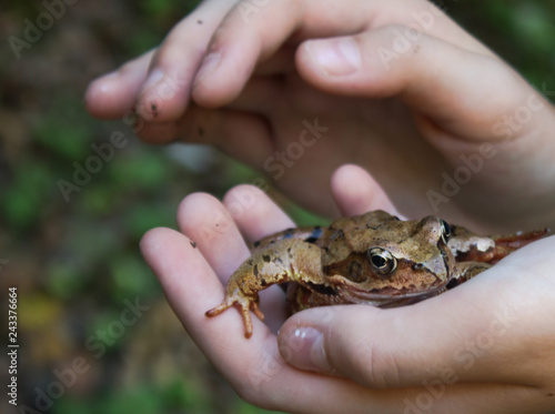 Frosch in der Hand braun © JoHans