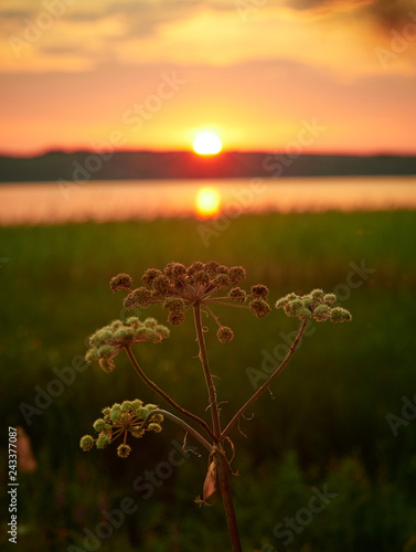 Sunset sky with the sun and colorful clouds photo