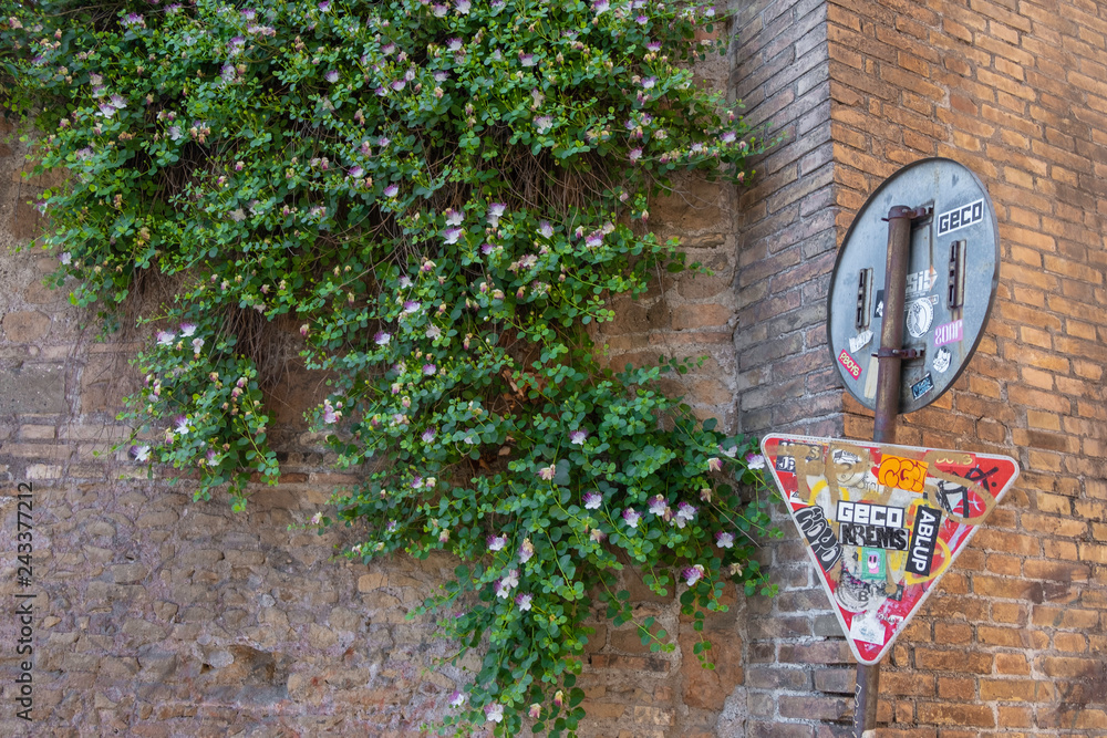 flowers on the old brick wall and colorful road signs