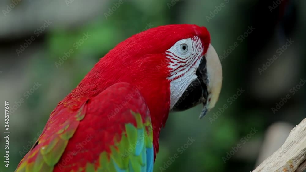 The big parrot macaw beaks its paw The big parrot macaw beaks its paw