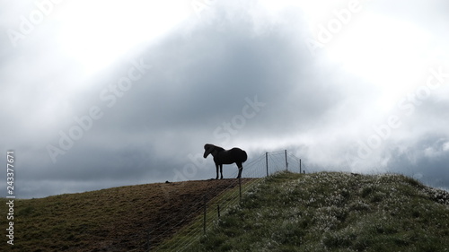 Horses in Iceland