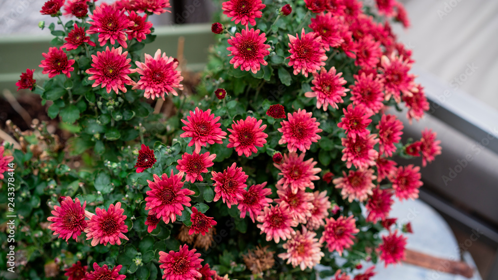 Naklejka premium flowers in the garden