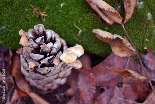 Pine cone with small white mushrooms growing in it on green moss surface with dry rotten leaves, close up detail, soft blurry background, top view
