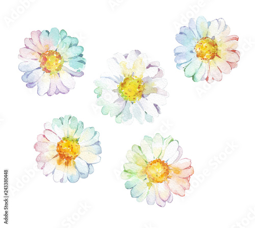 flower camomile set watercolor © annwaterru