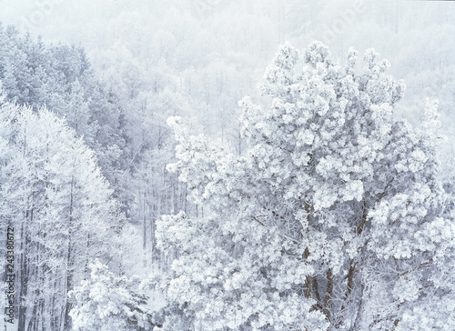 snow covered trees in Czarna Hancza Valley, suwalski landscape park, Poland photo