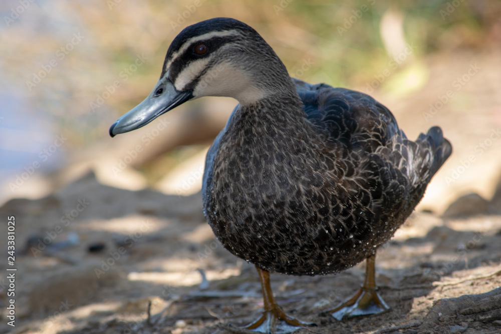 Standing duck at Lake Alexandra Standing duck at Lake Alexandra