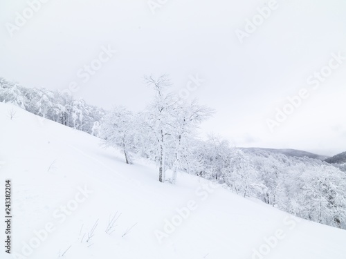 snowy day at mountain with cowered pine trees