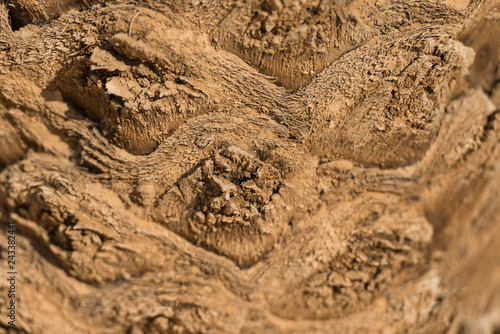 Abstract detail showing the amazing bark of a palm tree in a typical wadi in the Egyptian White desert National Park