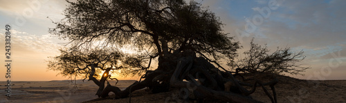 Famous El-Santa (also magic tree) Acacia tree with an amazing sunrise at the White desert national park