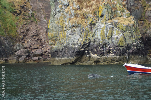 Dolphin Trip in Dingle Bay, Dingle Peninsula, Co. Kerry, Ireland photo