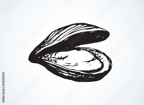 Oyster. Vector drawing