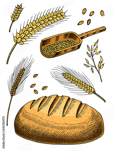 Set of wheat, rye spikelets and corn seeds for making bread and flour. Natural Bunch of cereals, whole grains and organic farmer oat product. Hand drawn Harvest for menu. Vintage sketch Doodle style.