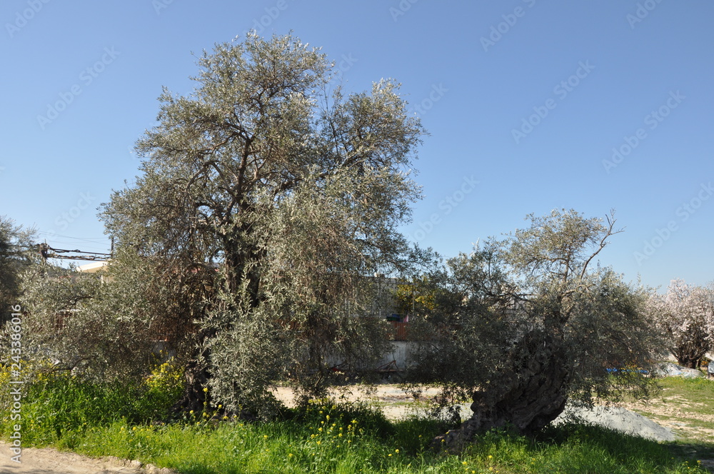 The beautiful Olive in farmland The beautiful Olive in farmland