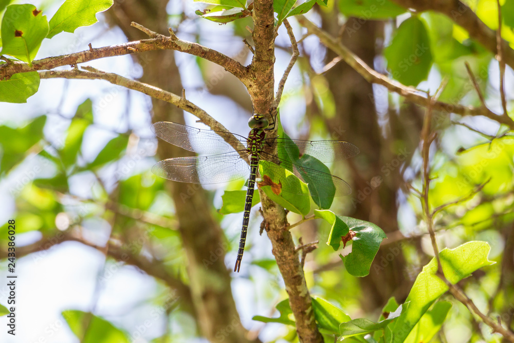 Regal Darner dragonfly (Coryphaeschna ingens), male, on tree branch - Long Key Natural Area, Davie, Florida, USA