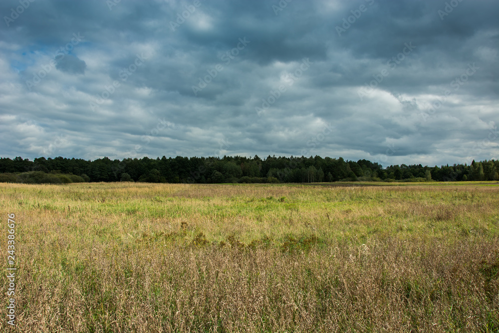 Dry grass in the meadow, forest on the horizon and rainy clouds