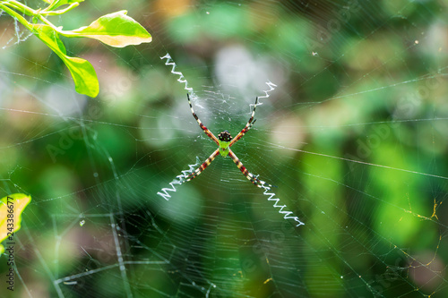 Florida garden spider (Argiope florida) in web - Pembroke Pines, Florida, USA