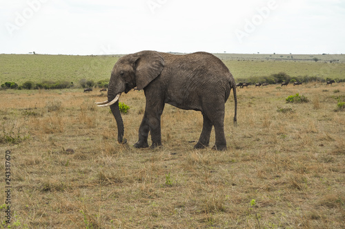 majestic elephant on the savanna